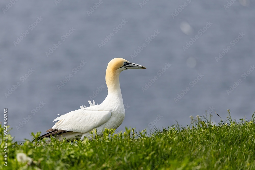 portrait of a gannet portrait of a gannet