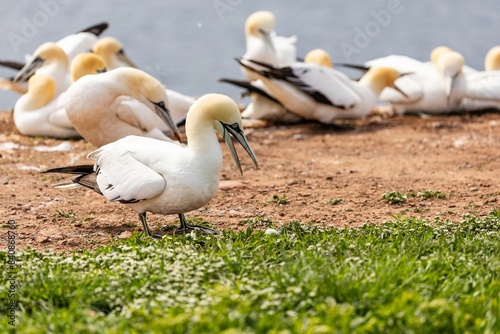 gannets on an island photo