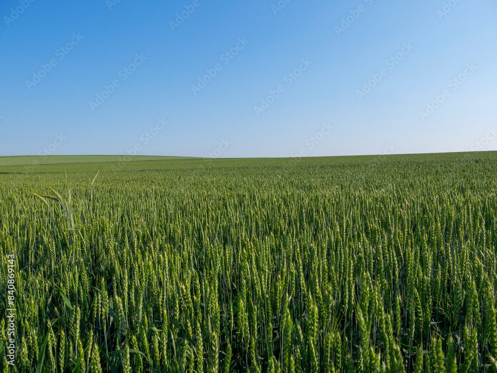 Green wheat field spring countryside landscape Green wheat field spring countryside landscape