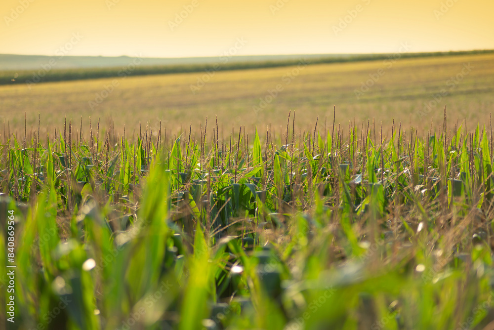 Corn field, Agriculture