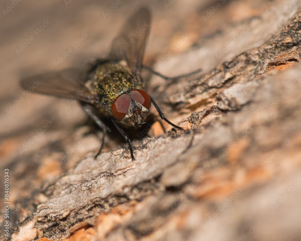A Common Fly is Resting on the Bark of an Old Tree and Enjoying the Late Spring Sun