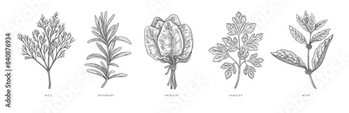 Sprigs of parsley, spinach, mint, dill, rosemary on an isolated background. Set of herbs for cooking in engraving style. Design element for cafes, markets and shops. Vector botanical illustration.