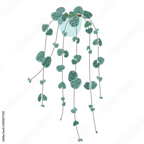 Ceropegia woodii home plants in flowerpots pack. Wall hanging indoor houseplants in pots modern illustrations. Vector color image flower in a pot on a white background