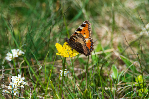 butterfly on the grass