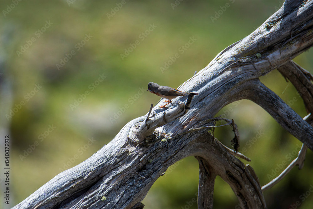 barbed wire on a tree