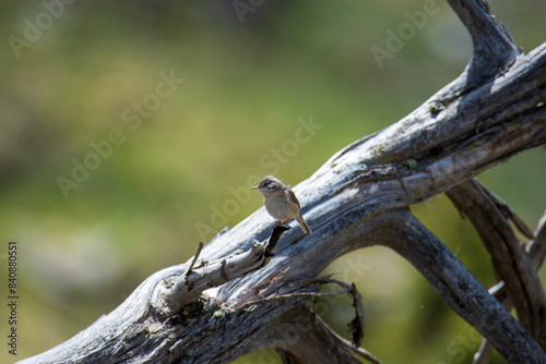 bird on a tree