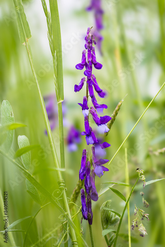 Blütenstand der Vogelwicke,(Vicia cracca) photo