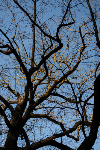 dark tree and sky