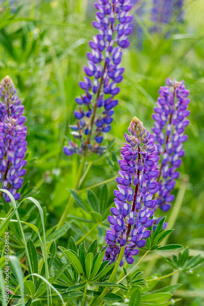 Fototapeta premium beautiful floral background. Purple lupine flowers close up, green leaves and grass blurred green background. 