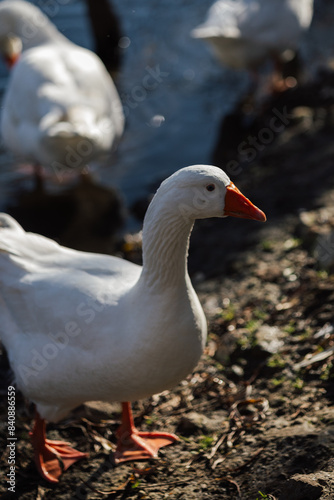 goose on the beach