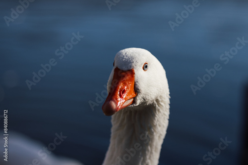 close up of a goose