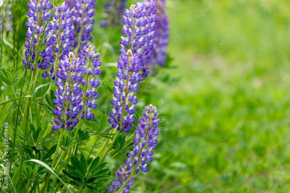 beautiful floral background. Purple lupine flowers close up, green leaves and grass blurred green background.
beautiful floral background. Purple lupine flowers close up, green leaves and grass blurred green background.
