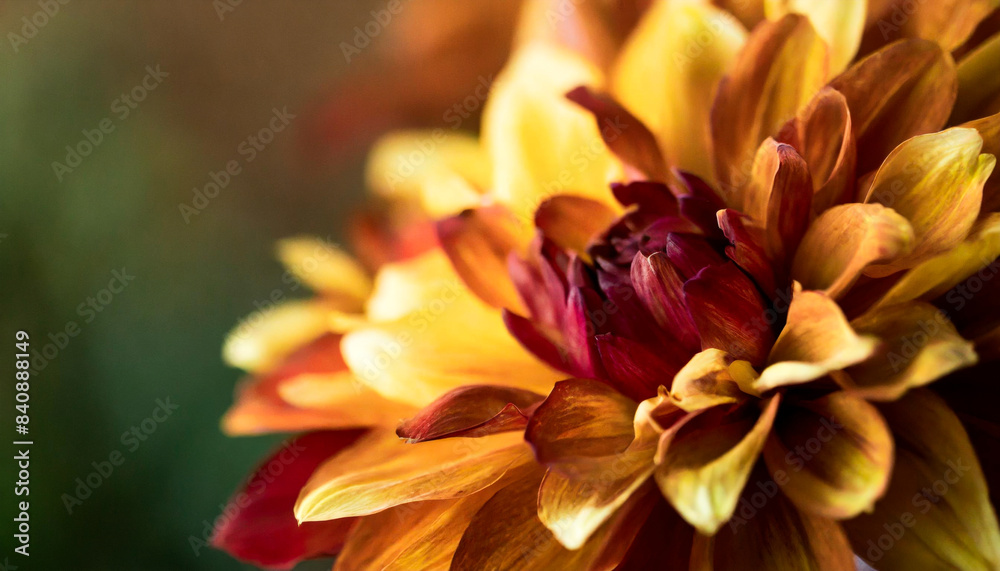 close up of yellow flower close up of yellow flower