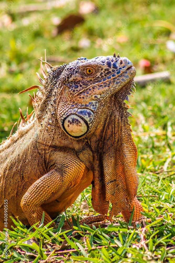 Green iguana in Laguna del Carpintero in Tampico Tamaulipas Green iguana in Laguna del Carpintero in Tampico Tamaulipas