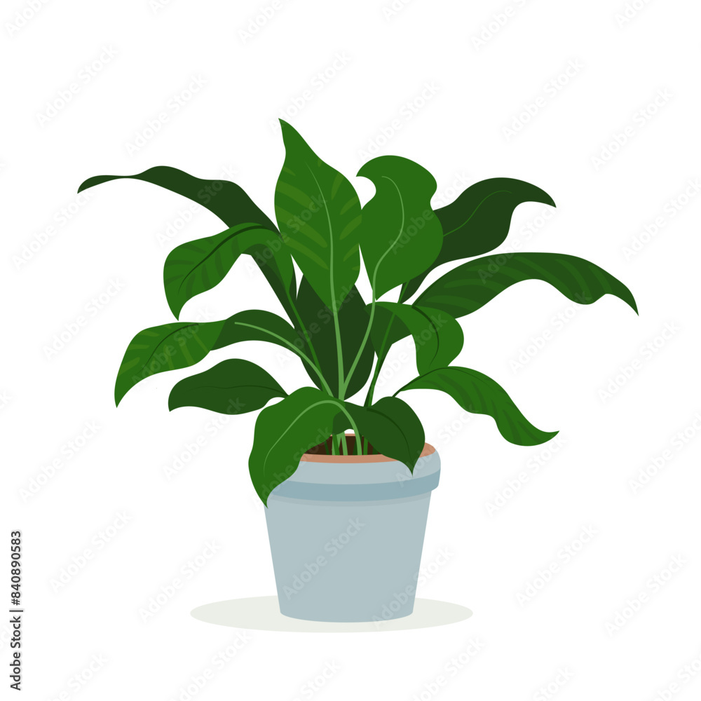 Spathiphyllum houseplant in pot for interior decoration. Peace lily home plant in flowerpot. Vector flat illustration indoor flower in a pot on a white background Spathiphyllum houseplant in pot for interior decoration. Peace lily home plant in flowerpot. Vector flat illustration indoor flower in a pot on a white background