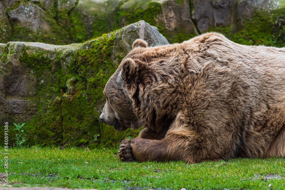 photograph of a brown bear in nature photograph of a brown bear in nature