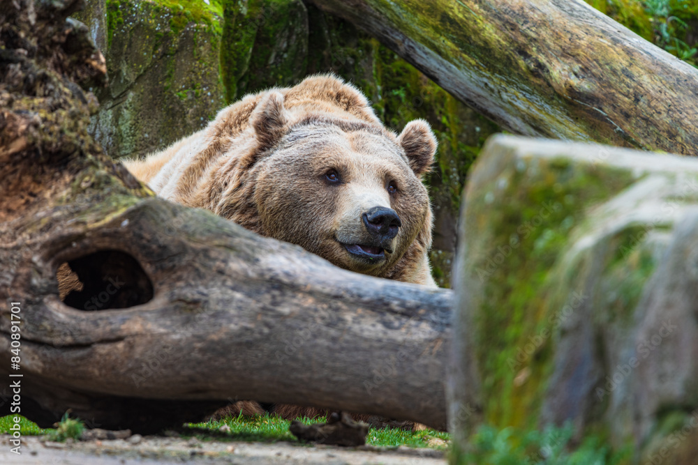 Obraz premium photograph of a brown bear in nature