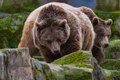 Wallpaper Mural photograph of a brown bear in nature Torontodigital.ca