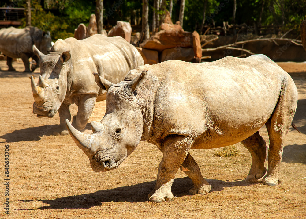 Rhinoceroses at the zoo sitting in the sun Rhinoceroses at the zoo sitting in the sun