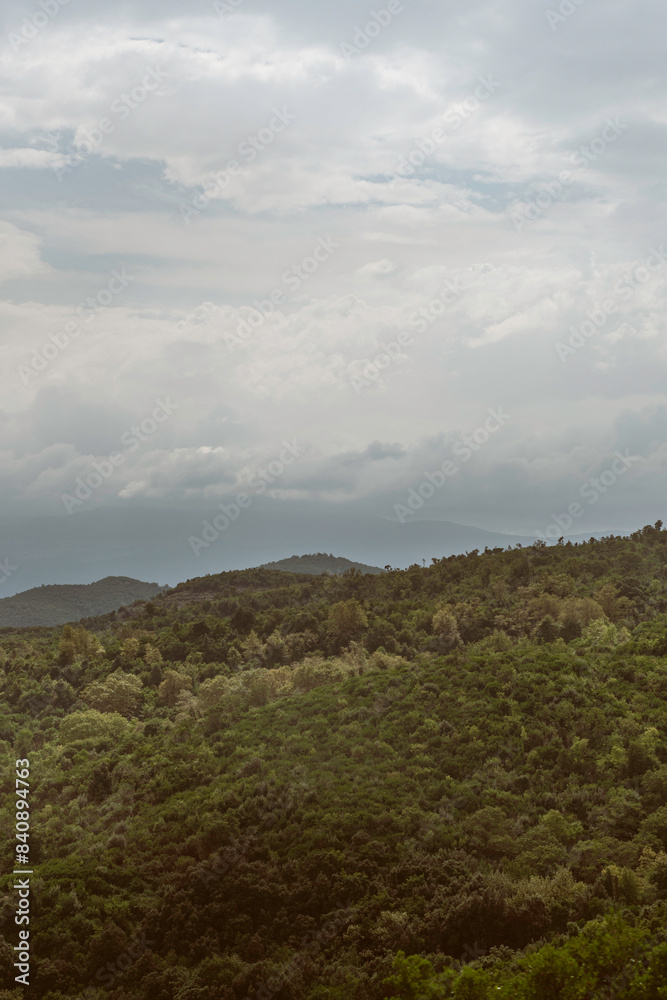 Obraz premium Leśne tereny