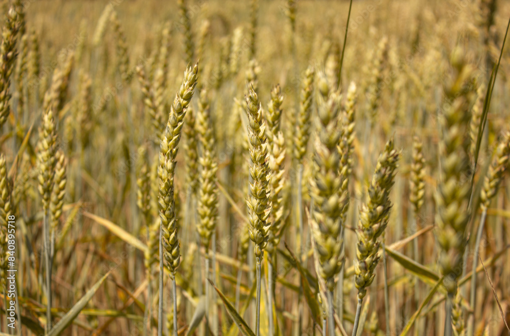 Rural scenery. Background of ripening Ears of Wheat field. Crops field. Selective focus. Field landscape. Close-up of wheat growing outdoors. Rural scenery. Background of ripening Ears of Wheat field. Crops field. Selective focus. Field landscape. Close-up of wheat growing outdoors.