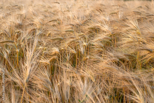 Golden wheat closeup Wheat field before harvesting photo