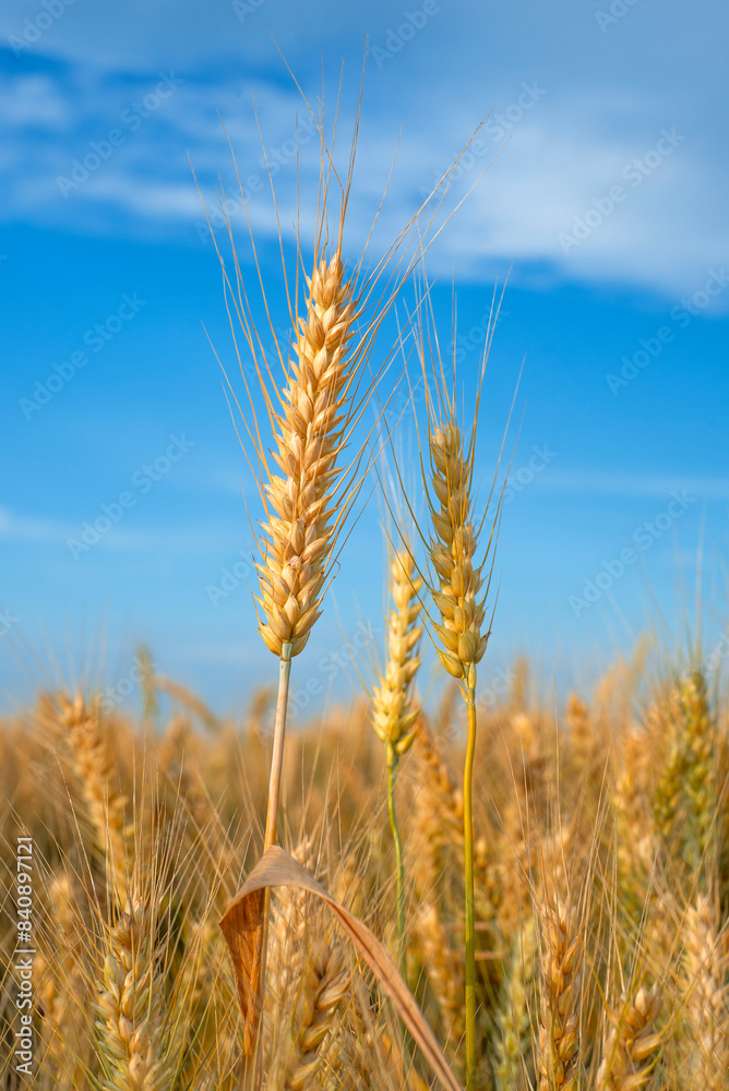 Golden ripe wheat against blue sky. Closeup Golden ripe wheat against blue sky. Closeup