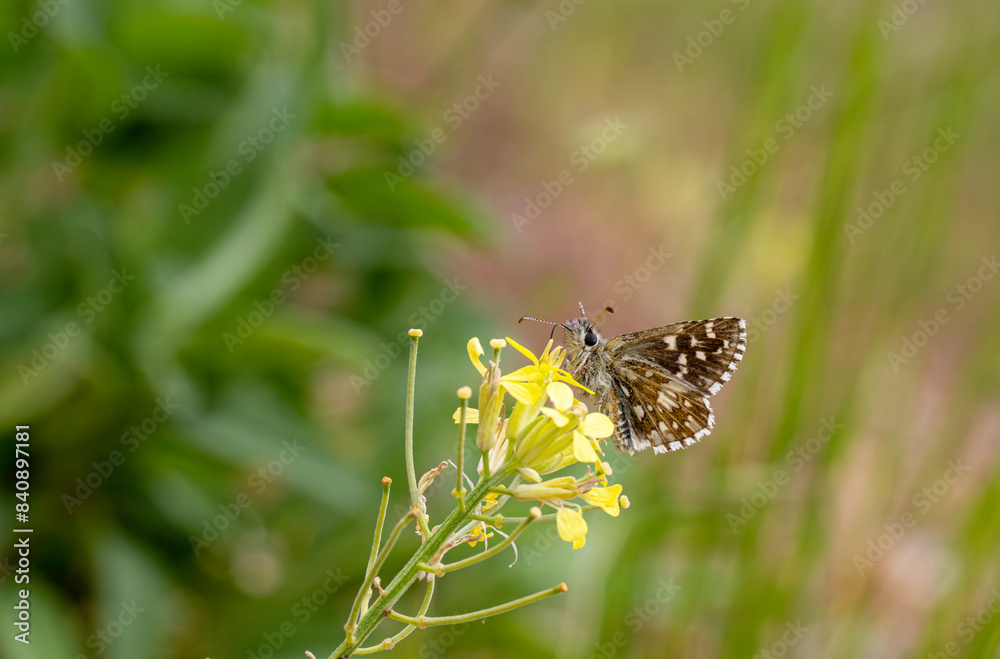 Aegean Hopper butterfly (Pyrgus melotis) on the plant Aegean Hopper butterfly (Pyrgus melotis) on the plant