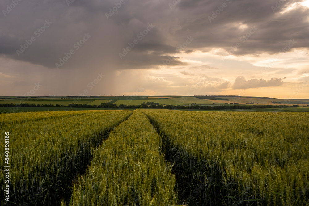 Green wheat field in countryside Agricultural field Green wheat field in countryside Agricultural field