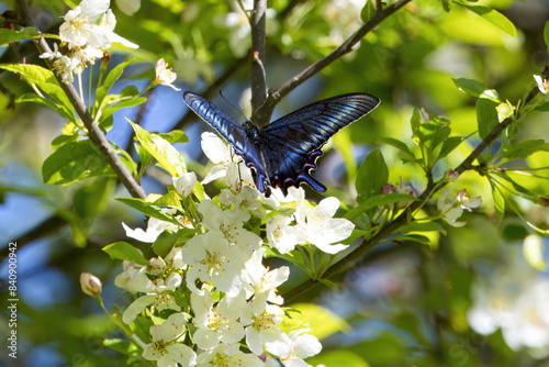 ズミの花の蜜を吸うミヤマカラスアゲハ photo