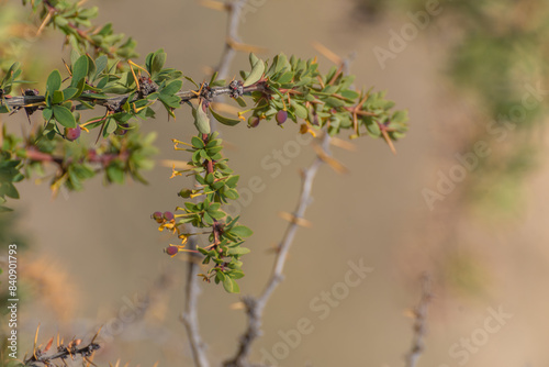 A branch of a Calafate tree, Berberis Microphylla, green leaves and small berrie in foreground