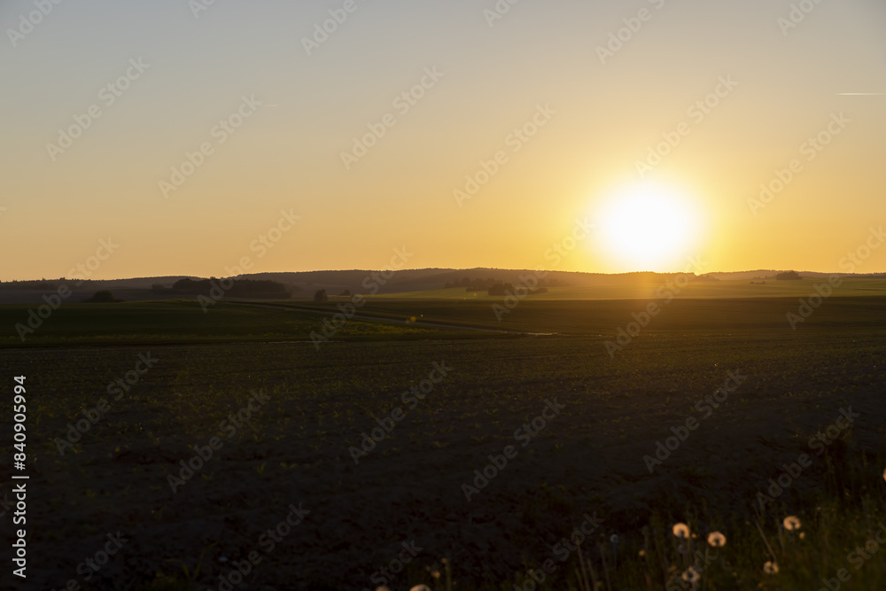 Fototapeta premium an agricultural field with corn during sunset