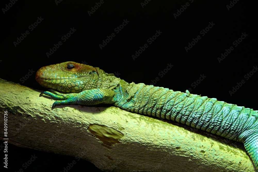 Naklejka premium A large green lizard with a colorful head basking on a branch against a black background 