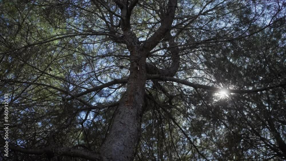 Sunlight piercing through the canopy of a pine tree in a tranquil forest setting Sunlight piercing through the canopy of a pine tree in a tranquil forest setting