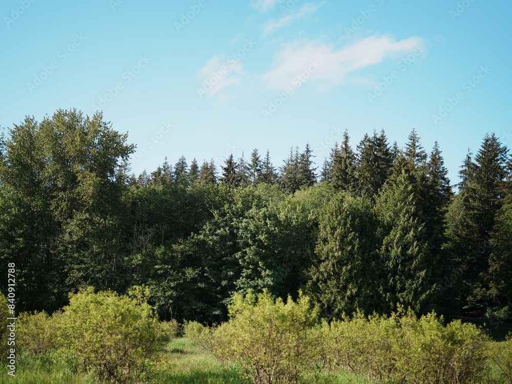 Obraz premium trees in the woods