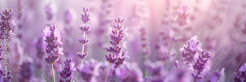 A solid soft lavender background that offers a serene and calming visual for showcasing products or objects in the foreground. The gentle lavender hue adds a touch of elegance and tranquility  making