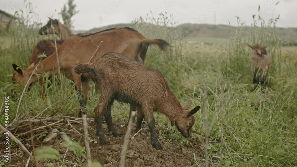 A group of goats grazing in a lush green field on a cloudy day, showing natural behavior and rural life. A group of goats grazing in a lush green field on a cloudy day, showing natural behavior and rural life.