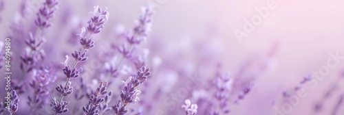 A solid soft lavender background that offers a serene and calming visual for showcasing products or objects in the foreground. The gentle lavender hue adds a touch of elegance and tranquility  making