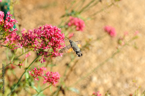 Le Moro-sphinx photo