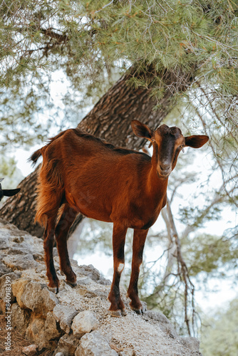 A curious goat stands confidently on a rocky outcrop on the island of Mallorca, Spain, amidst dense pines, its rich brown coat contrasting with the greenery above