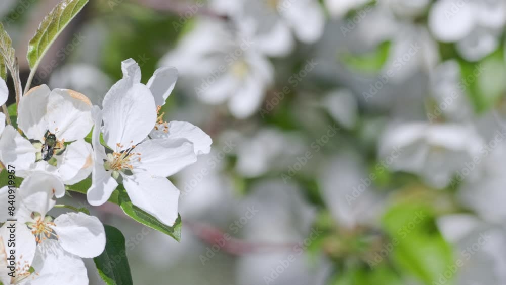 Bee pollinating a white apple blossom moving in the breeze on a spring day Bee pollinating a white apple blossom moving in the breeze on a spring day
