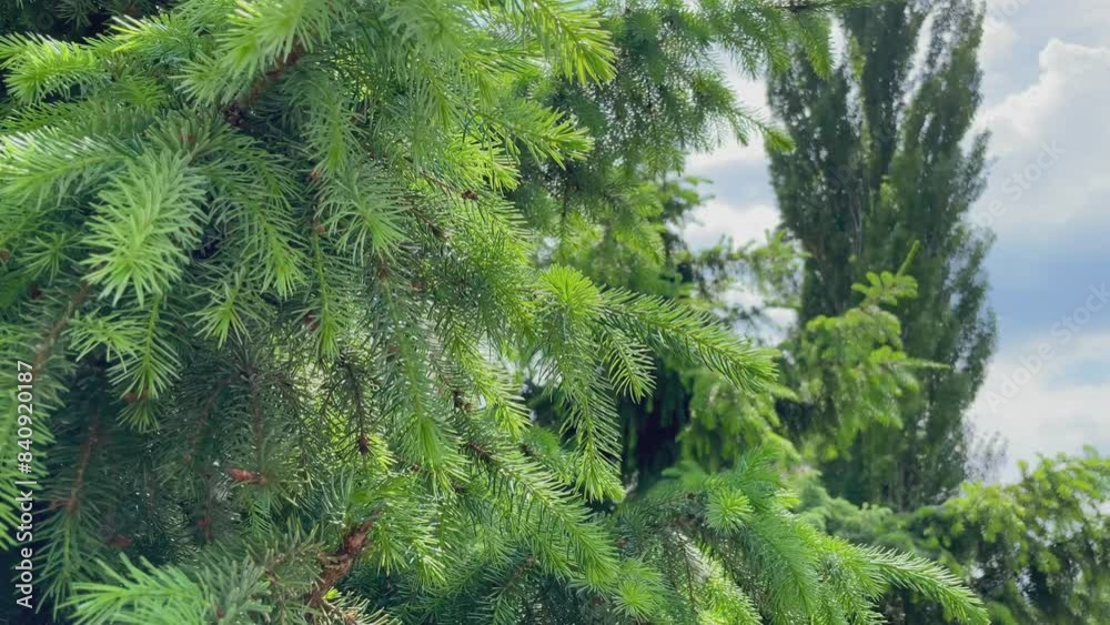 Close-up of a young spruce branch growing in a city park. Close-up of a young spruce branch growing in a city park.