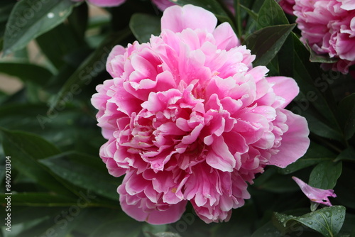 Sweden. Paeonia lactiflora (Chinese peony, Chinese herbaceous peony, or common garden peony) is a species of herbaceous perennial flowering plant in the family Paeoniaceae.