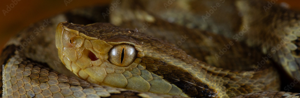 Obraz premium The jararaca's eye
