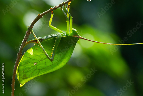 Photos Enormous peacock katydid