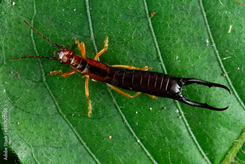 Bizarre earwig