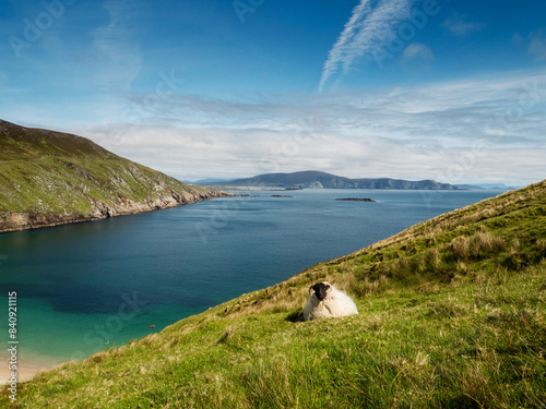 A sheep is grazing on a grassy hillside overlooking Keem bay and beach, Ireland The scene is peaceful and serene, with the sheep being the only living thing in the image. Irish nature landscape.