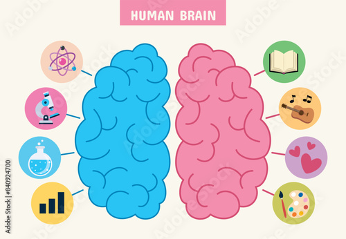 The Anatomy Of Human Brain