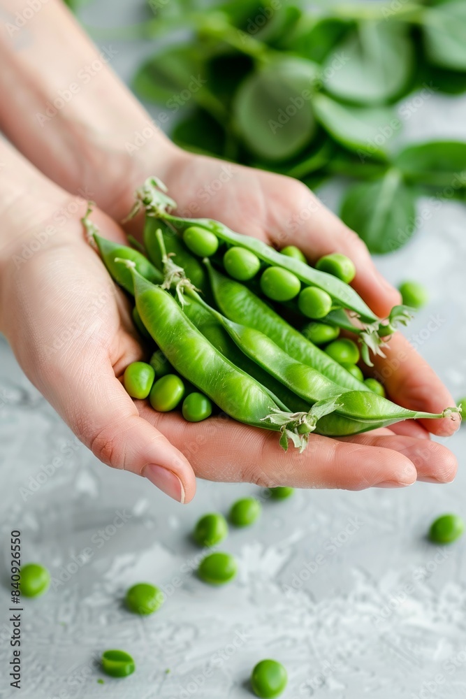 A hand holding a freshly harvested green pea pod, showcasing nature's nutritious bounty A hand holding a freshly harvested green pea pod, showcasing nature's nutritious bounty