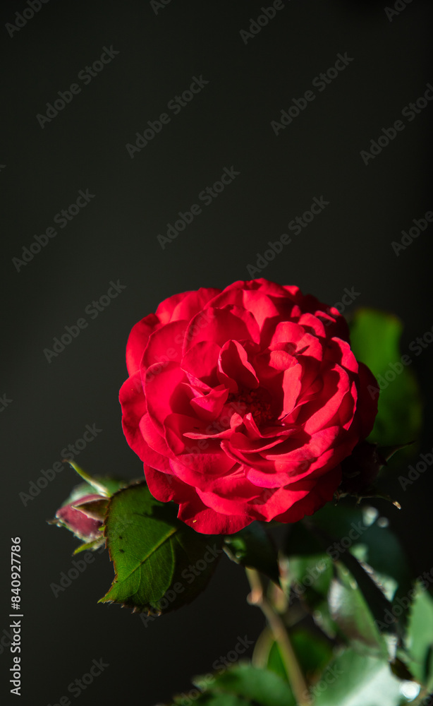 Naklejka premium single red rose in a vase